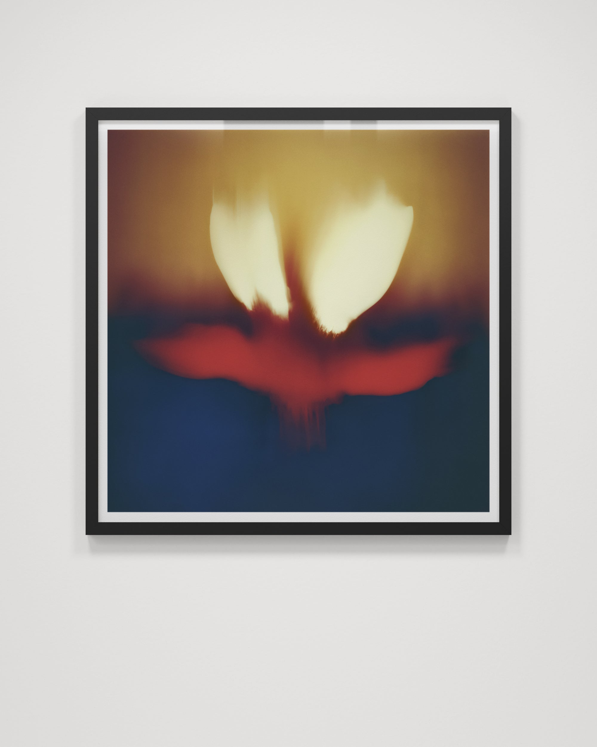 Composia Near the Embers IV