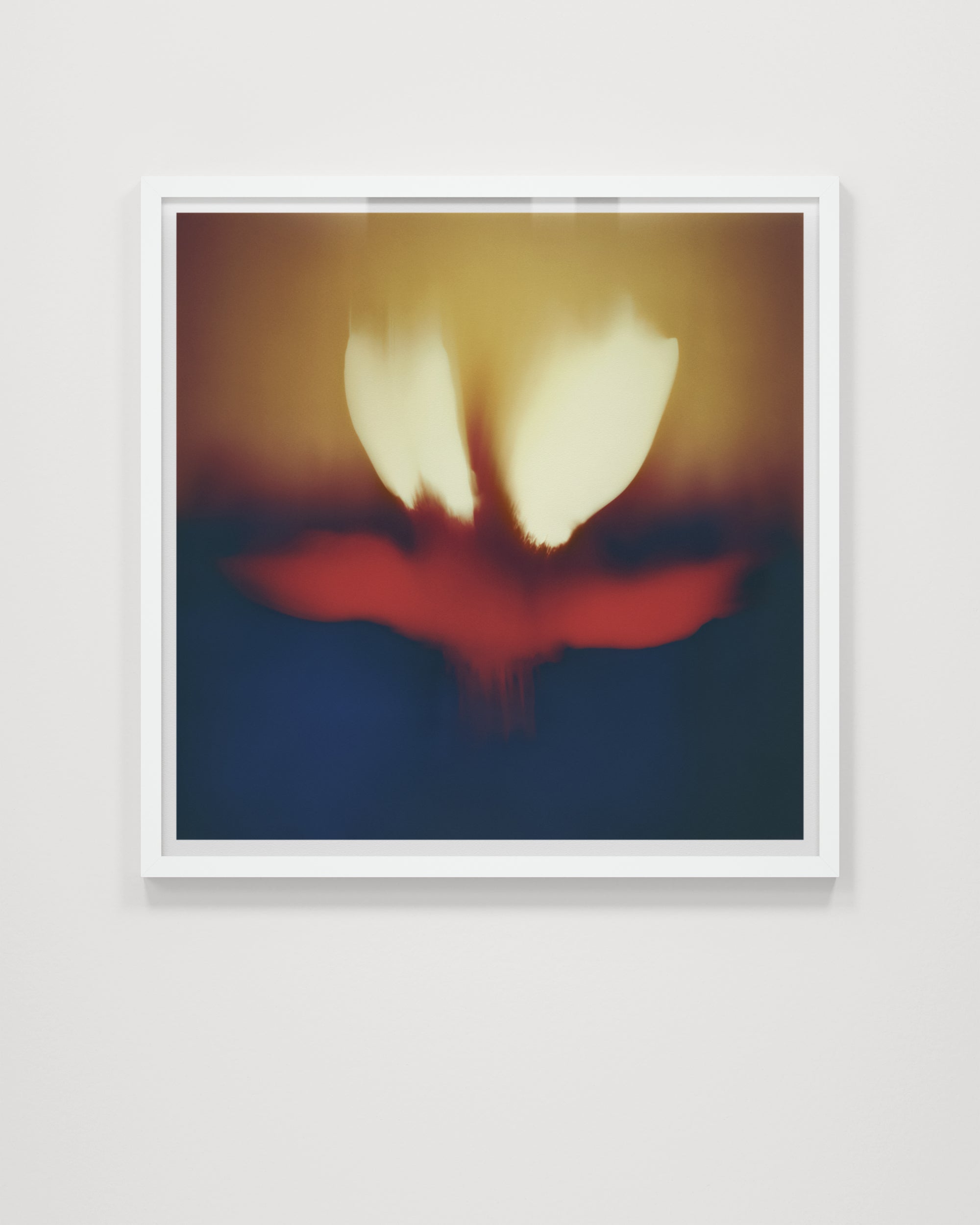 Composia Near the Embers IV